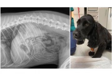 மாஸ்க்கை விழுங்கிய நாய் - போராடி உயிரை காப்பாற்றிய டாக்டர்கள்!