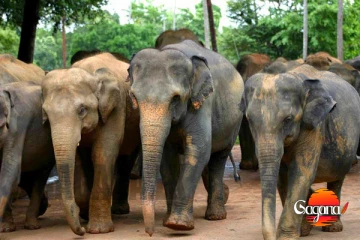 අලින්ටත් කොරිඩෝ, වන ජීවී එකෙන් අලි වැඩක්