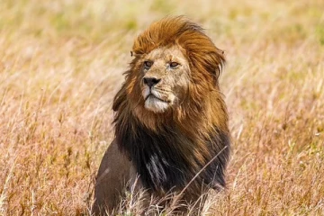 சிங்கத்தைக் கூண்டிலடைக்கும்போது வனவிலங்குகள் பூங்கா ஊழியருக்கு நேர்ந்த அசம்பாவிதம்