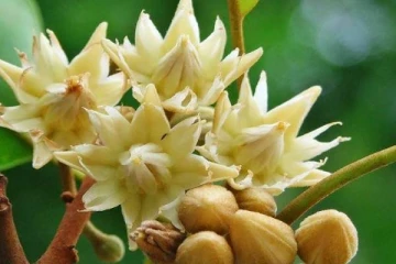 மகிழம்பூவுக்கு இப்படி ஒரு மகத்துவம் உண்டா? தெரிந்தால் ஷாக் ஆகிடுவீங்க...!