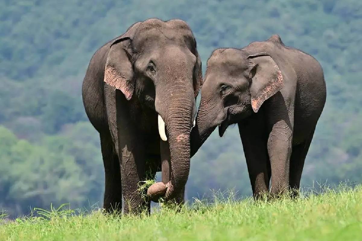 திருகோணமலையில் மர்மமான முறையில் இறந்து கிடந்த காட்டு யானை - இன்று மீட்பு | Elephant Dies In A Small Pond In Cherunnuwara திருகோணமலையில் மர்மமான முறையில் இறந்து கிடந்த காட்டு யானை - இன்று மீட்பு | Elephant Dies In A Small Pond In Cherunnuwara
