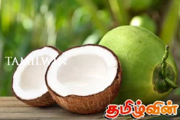 கிளிநொச்சியில் தேங்காய் உற்பத்தியில் பாரிய வீழ்ச்சி