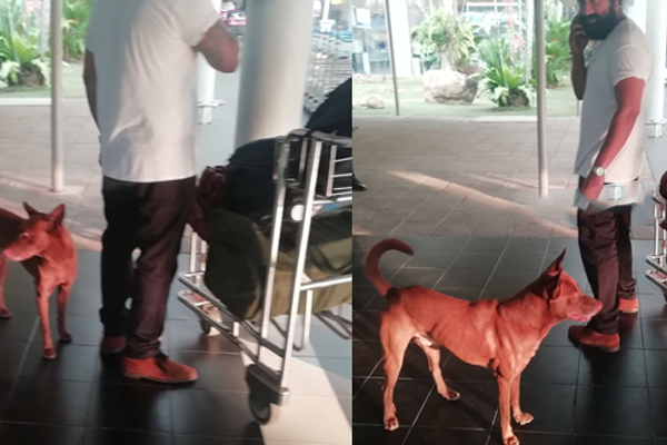 இலங்கை சர்வதேச விமான நிலையத்தில் தெருநாய்கள்! | Dogs Katunayake Bandaranaike International Airport