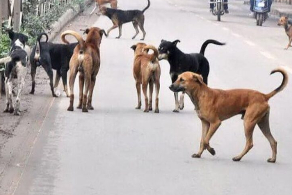 இலங்கையில் இரண்டு முதல் மூன்று மில்லியன் தெரு நாய்கள்! | Two To Three Million Stray Dogs In Sri Lanka