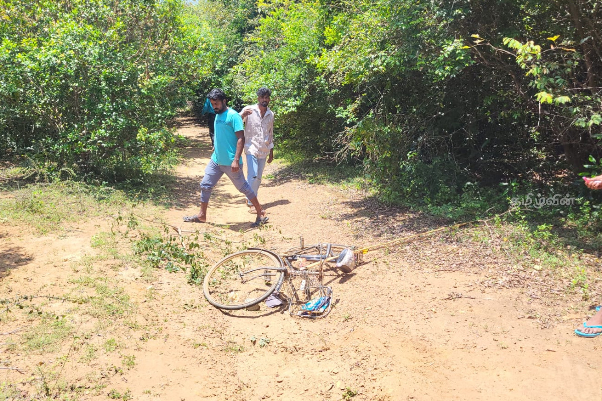 யானை தாக்குதலுக்கு உள்ளானவர் வைத்தியசாலையில்.... | Elephant Attack Kilinochchi