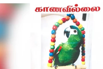 கிளியை தேடி கண்ணீருடன் காத்திருக்கும் குடும்பம்! கண்டுபிடித்து கொடுத்தால் ஆயிரக்கணக்கில் பணம்