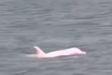 மெக்சிகோவில் கண்டுபிடிக்கப்பட்ட அரிய வகை டொல்பின்கள்!