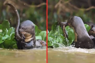 விலாங்கு மீனை வேட்டையாடி உண்ணும் கடல் சிங்கம்... மெய்சிலிர்க்கும் close-up காட்சி