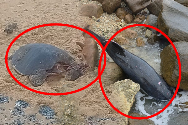 கிழக்கில் டொல்பின் ...வடக்கில் ஆமை; உயிரிழந்து கரையொதுங்கும் கடல்வாழ் உயிரிழங்கள்! | Marine Animals Are Dying And Washing Ashore Lanka