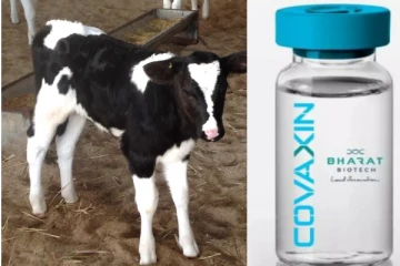 கோவாக்ஸின் தடுப்பூசியில் கன்றுக்குட்டியின் சீரம்? அதிர்ச்சியூட்டும் அறிக்கையை வெளியிட்ட சுகாதார அமைச்சகம்