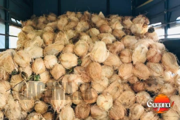 පොල් මිල යළි ඉහළට