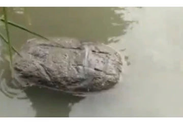 ஈசான் ஆற்றில் ராமர் பெயர் பொறிக்கப்பட்ட மிதக்கும் கல் கண்டெடுப்பு - வைரலாகும் அதிசய வீடியோ