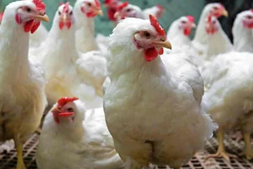 கோழி இறைச்சி பிரியர்களுக்கு மகிழ்ச்சியான தகவல்!