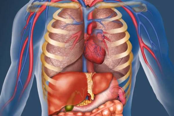 இந்த 7 உடல் உறுப்புகள் இல்லாமலே மனிதர்கள் வாழ முடியும் - என்ன உறுப்புகள் தெரியுமா? | Humans Can Live Without These 7 Body Parts