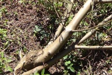 மரத்தில் இருந்து கீழே தவிறி விழுந்து நபர் உயிரிழப்பு