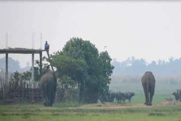 சுற்றிவளைத்த யானைக்கூட்டம்; தெய்வாதீனமாக தப்பிய காவலாளி