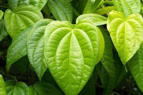 இலங்கையில் வெற்றிலையில் இருந்து புதிய கண்டுபிடிப்பு! | New Discovery From Betel Leaf In Sri Lanka