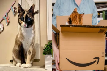 அமேசான் ரிட்டர்ன் பார்சலில் பூனை; 6 நாட்கள் உணவின்றி தவிப்பு - தப்பித்தது எப்படி?