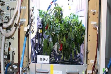 விண்வெளியில் பச்சை மிளகாய்;  சாதனை படைத்தது நாசா!