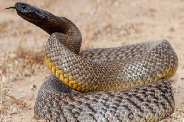 ஒரே நேரத்தில் 100 பேரைக் கொல்லும் கொடிய விஷப்பாம்பு! ஆய்வில் வெளியான அதிர்ச்சி தகவல் | Snake Kills 100 People At Once Deadly Venomous