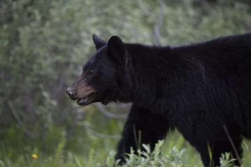 கனடாவில் மரம் நடும் பணியில் ஈடுபட்டிருந்த இளம்பெண் கரடி தாக்கி பலி