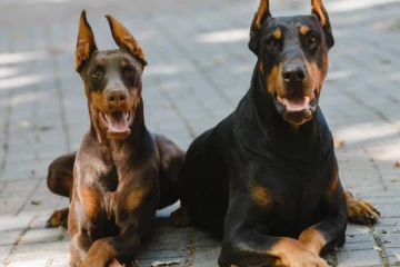 நாய்களுக்கு மரண தண்டனை வழங்கிய நாடு!