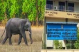அம்பாறையில் காட்டு யானை தாக்குதல் - மாணவன் வைத்தியசாலையில் அனுமதி