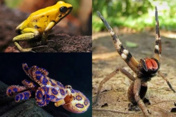 1,200 மடங்கு ஆபத்தான விஷம் கொண்ட உயிரினம் எது தெரியுமா?