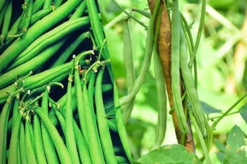 இலங்கையில் பலரையும் வியக்க வைத்த போஞ்சி விலை