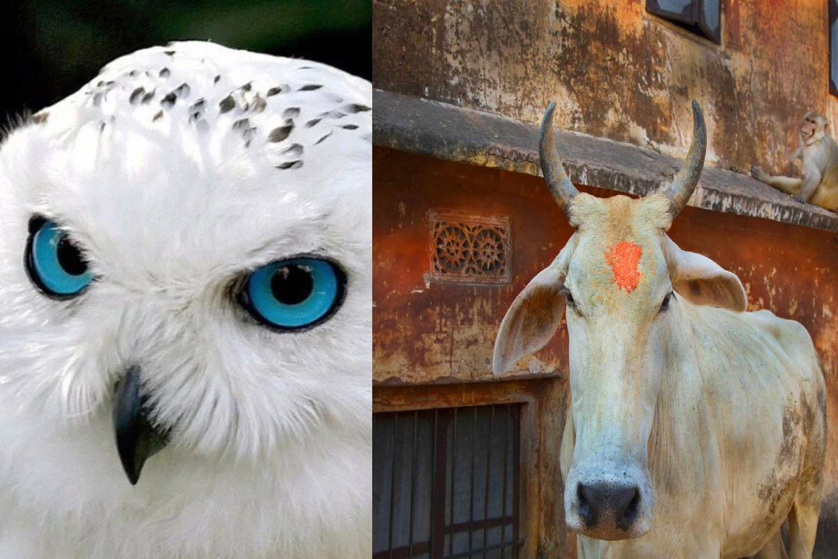 உங்கள் கனவில் இந்த 5 விலங்குகளைக் கண்டால் இது நடந்தே தீரும் - சொப்பன சாஸ்திரம் | Lucky To See These 5 Animals In Your Dream