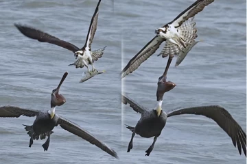 Viral Video: மீனுடன் வானில் பறந்த கழுகு... தட்டிப்பறிக்க வந்த பெலிகான் பறவை! கடைசியில் நடந்தது என்ன?