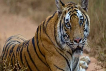 அமெரிக்காவில் புலி, கரடிகளுக்கு தடுப்பூசி!