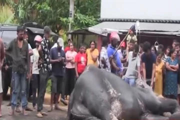 பெரஹெராவிற்கு சென்ற யானை விபத்தில் படுகாயம்