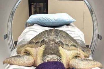 கடலாமைக்கு செய்யப்பட்ட சிடி ஸ்கேன் சிகிச்சை: வைரலாகும் படங்கள்!