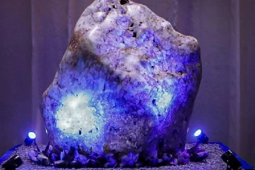 2,000 கோடிக்கு ஆசியாவின் ராணியை விற்பனை செய்ய மறுக்கும் இலங்கை!