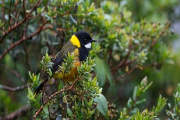 மனிதர்கள் தொட்டாலே மரணத்தை பரிசளிக்கும் பறவையினம்! வெளியான அதிர்ச்சியூட்டும் தகவல்