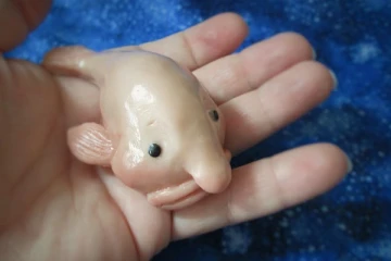 உலகின் அவலட்சணமான மீனுக்கு நியூசிலாந்தில் கிடைத்த அங்கீகாரம்