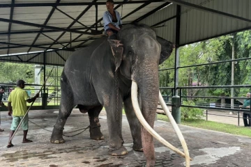 இலங்கைக்கு கொடுத்த பரிசை மீண்டும் எடுத்துக்கொள்ளும் தாய்லாந்து: தயாராகும் கூண்டு