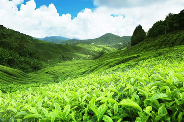 நாட்டில் விசேட உர உற்பத்திக்கு பணிப்புரை - மஹிந்த அமரவீர பணிப்புரை | Agriculture Direct Produce Special Fertilizers