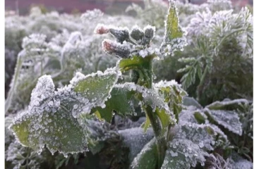 ஊட்டியில் உறையும் பனிக்காலம் : மக்களின் இயல்பு வாழ்க்கை கடும் பாதிப்பு