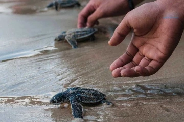 ஆழ்கடலில் ஏற்பட்ட வெடிப்பால் ஆமைகள் உயிரிழப்பு