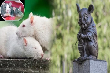 உயிரிழந்த எலிகளுக்கு சிலை வைக்கும் நாடு என்ன காரணம் தெரியுமா?