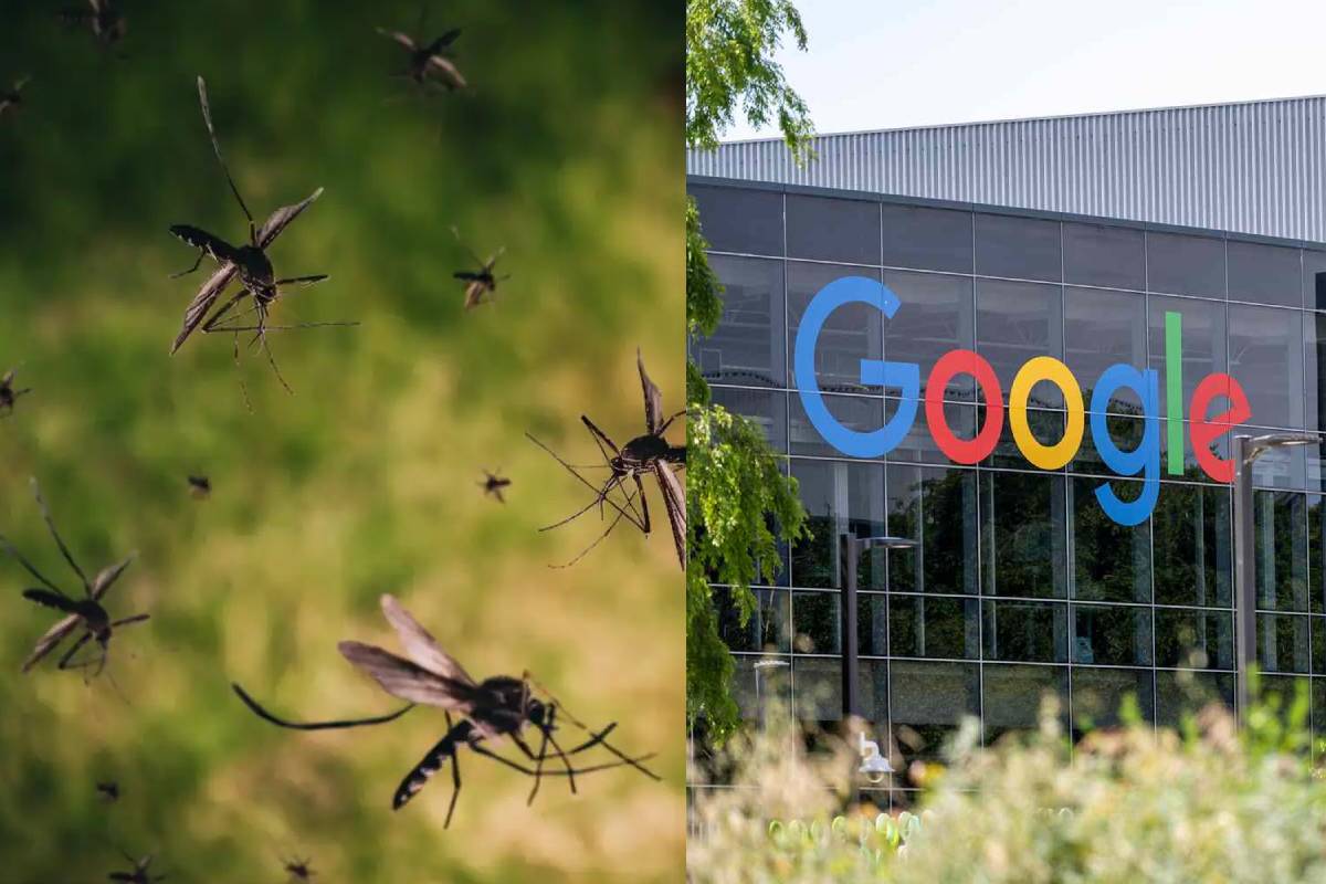 3.2 கோடி கொசுக்களை வெளியிட உள்ள கூகுள் - ஏன் தெரியுமா? | Google Set To Release 32 Million Mosquitoes 3.2 கோடி கொசுக்களை வெளியிட உள்ள கூகுள் - ஏன் தெரியுமா? | Google Set To Release 32 Million Mosquitoes