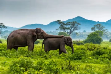இலங்கையில் துன்புறுத்தல்; யானைகளை திருப்பி கேட்கும் தாய்லாந்து!