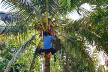 தேங்காய் திருடியவருக்கு நேர்ந்த கதி