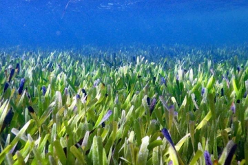 4,500 ஆண்டுகள் பழமையான மிகப்பெரிய தாவரம் கண்டுபிடிப்பு