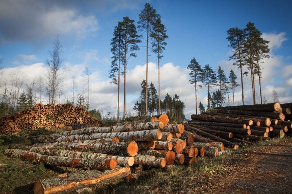 வன ஜீவராசிகள் திணைக்கள பணிப்பாளர் நாயகத்திற்கு உயர் நீதிமன்றம் உத்தரவு | High Court Order To Department Of Forestry