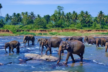 குழந்தையை தூக்கி  ஆற்றில் வீசிய கிராம அதிகாரி!