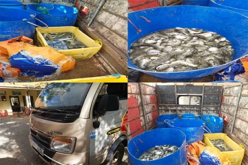 மன்னாரில் சட்டவிரோதமாக கடத்தப்பட்ட கடலட்டைகள் உயிருடன் மீட்பு (Photo)