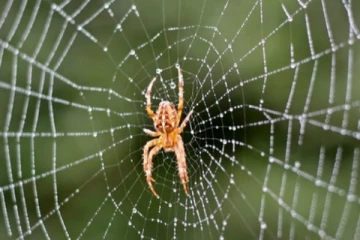 வீட்டில் சிலந்தி வலை இருக்கிறதா? இந்த விஷயங்களில் கவனமாக இருங்கள்
